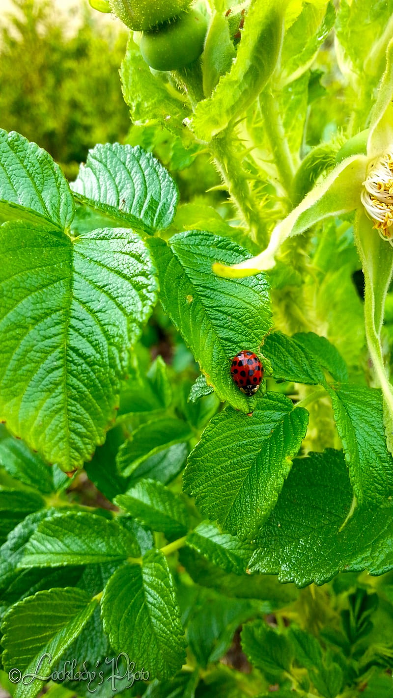 coccinelle, feuille, nature, red, rouge, vert, HD phone wallpaper