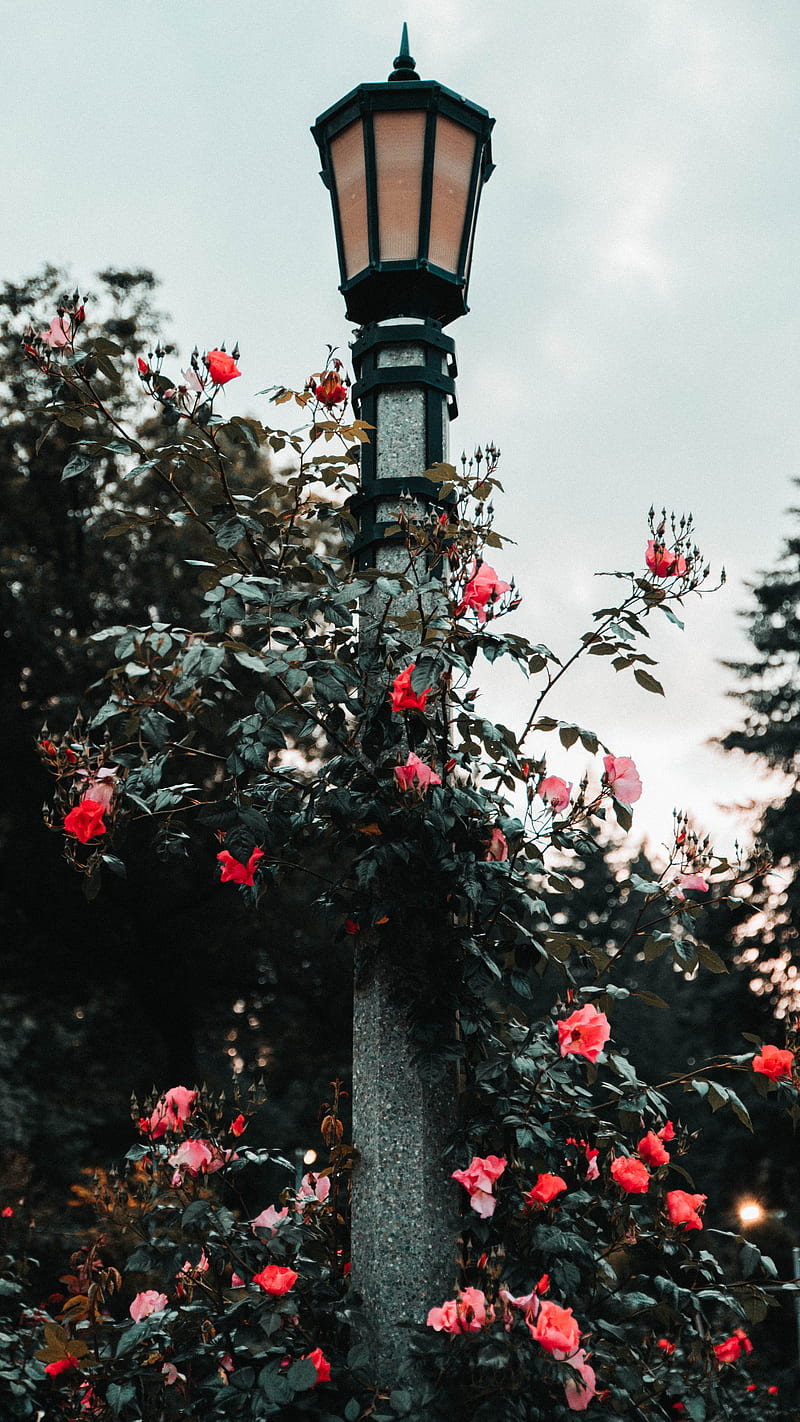 Lightpole Roses, Flower, Light, Love, Pnw, Samsung, Sony, Trees, Valentine, Vines, love, andorra, anime, art, bonito, black, canon, connorchristopher, forrest, fortnite, funny, groot, iOS, iPhone, landscape, minions, moody, nature, queen, sad, still, waterfall, weird, woods, wow, HD phone wallpaper