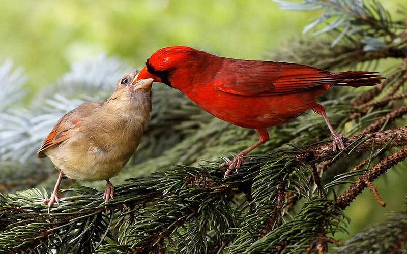 Northern Cardinals, red, feeding, tree, young bird, HD wallpaper