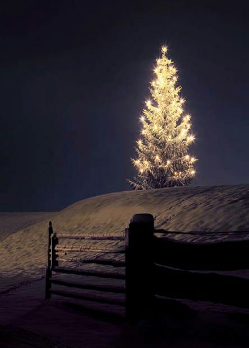 Cảm nhận không gian Giáng Sinh tuyệt vời trên chiếc iPhone của bạn với hình nền cảnh tuyết rơi và cây thông Noel truyền thống. Hãy trang trí cho chiếc iPhone của bạn với bộ sưu tập hình ảnh Giáng Sinh tuyệt đẹp dành cho mùa lễ hội này.