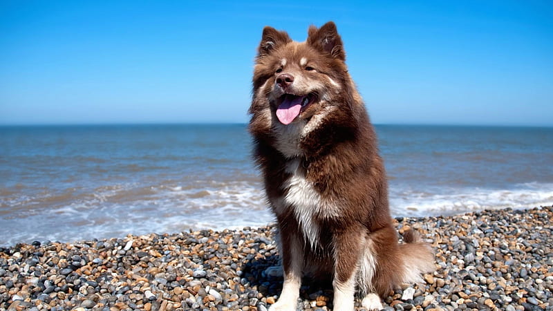 Cute Dog on Sea-beach, stone, puppy, dog, animal, sea, HD wallpaper