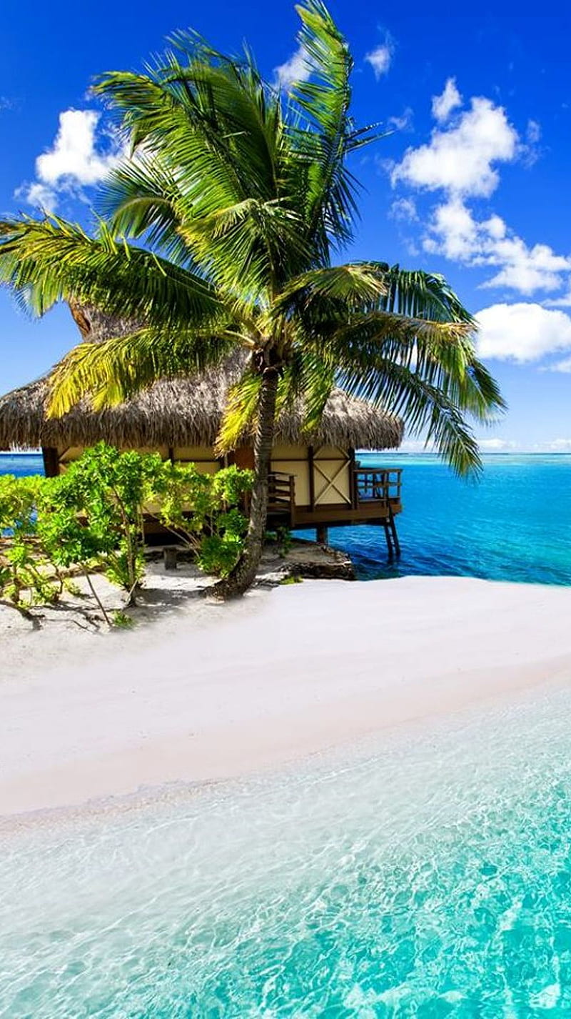 Paradise, beach, palms, resort, summer, HD phone wallpaper