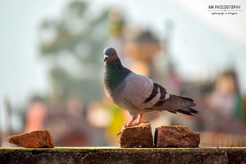 Pigeon on the roof, amgraphy, bird, birds, dove, india, nature, nepal, pigeons, raven, HD wallpaper