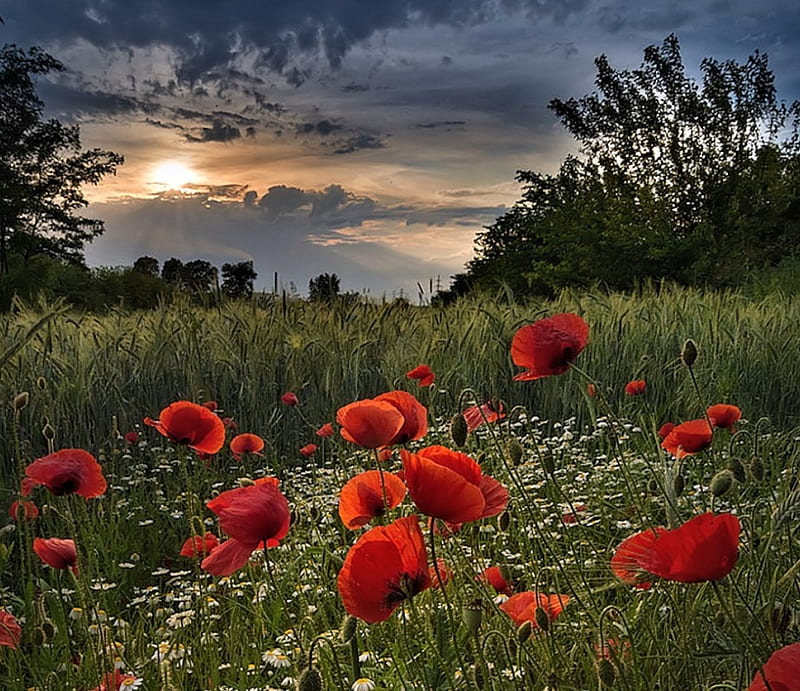 Poppies, Poppy, pretty, Nature, Sunset, HD wallpaper