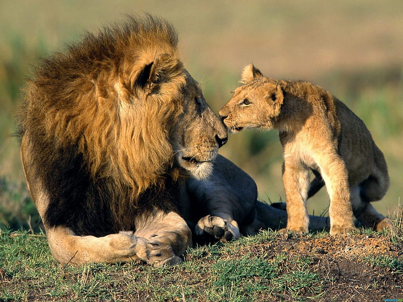 Father and son, cute, leu, cub, kiss, father, animal, lion, HD wallpaper