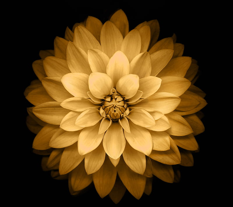 Flor, dorada, Fondo de pantalla HD | Peakpx