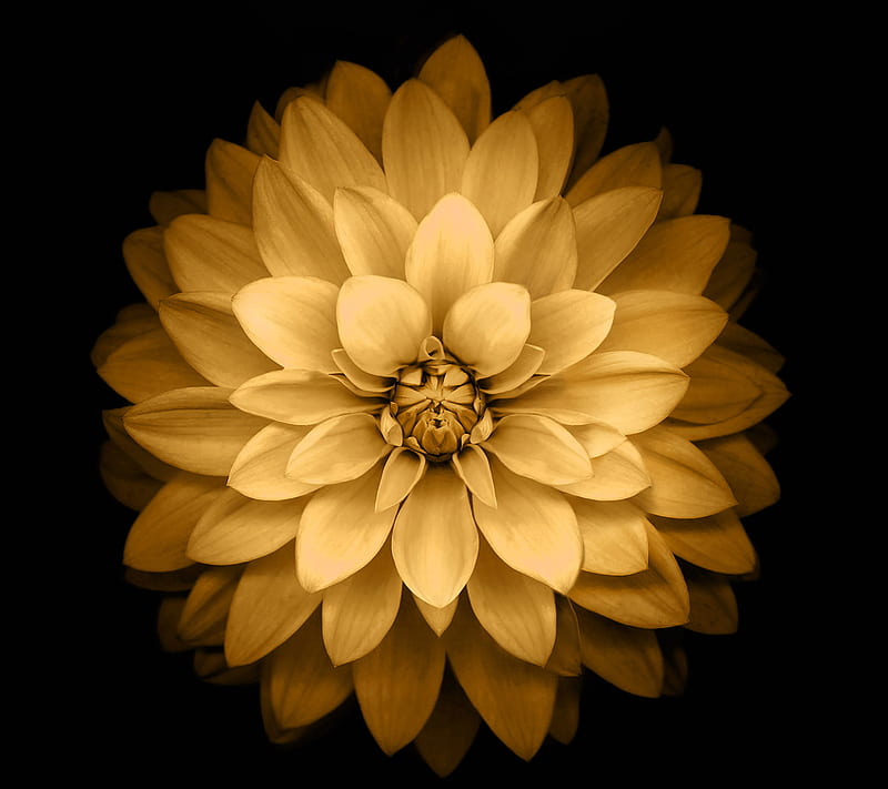 Flower, golden, HD wallpaper | Peakpx