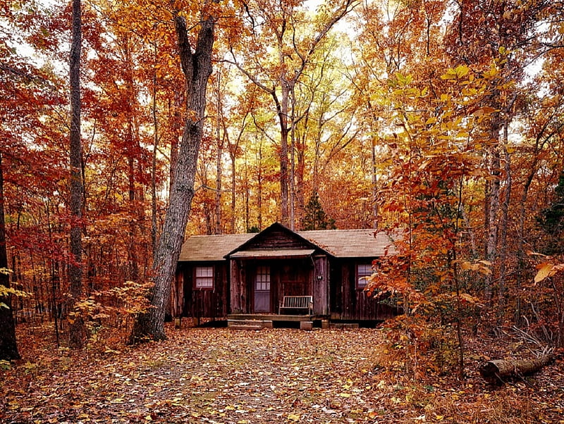 cabin in the fall forest, fall, forest, cabin, nature, HD wallpaper