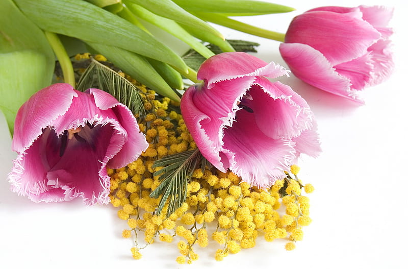 Tulips, flowers, spring, mimosa, HD wallpaper