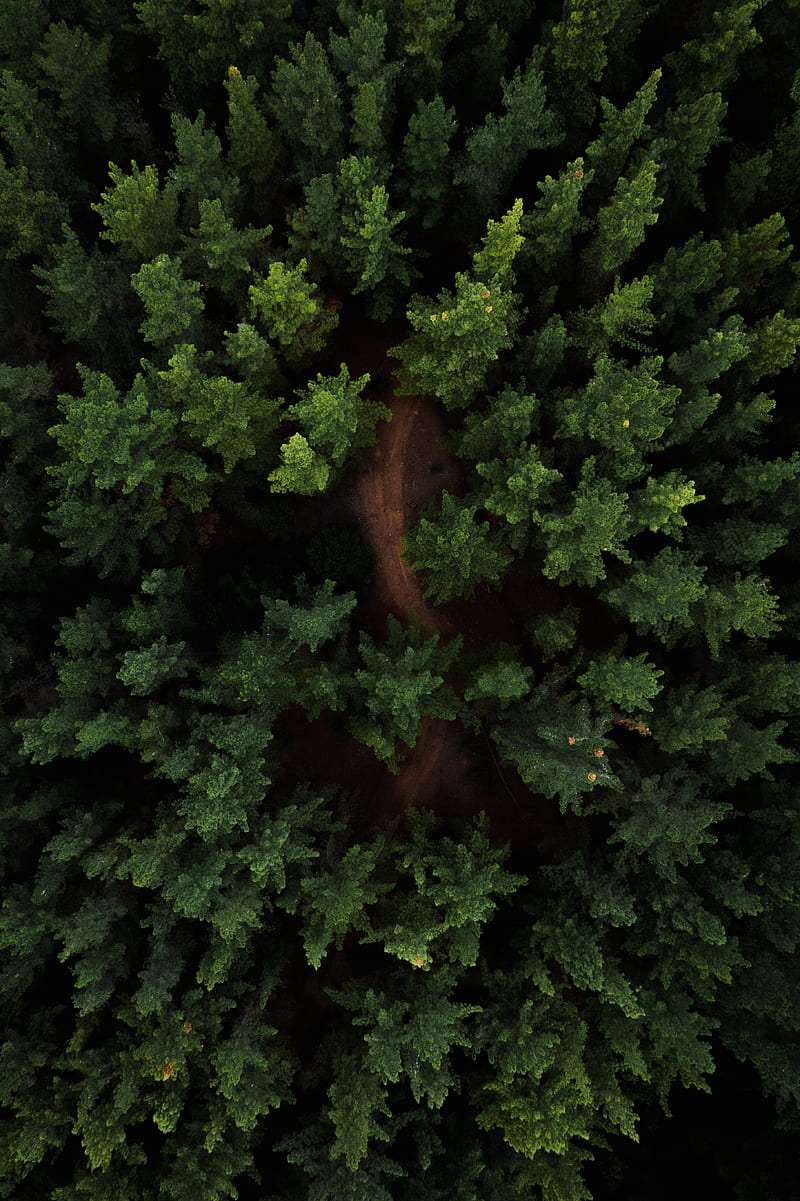 Tops of coniferous trees in woods, HD phone wallpaper