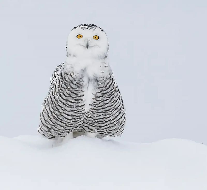 Mona Lisa's Smile by Vince Maidens, bird, iarna, bufnita, vince maidens, sniw, owl, pasari, winter, white, snowy owl, HD wallpaper