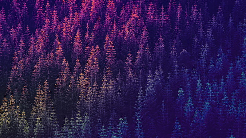 forest, purple, top view, pattern, Nature, HD wallpaper