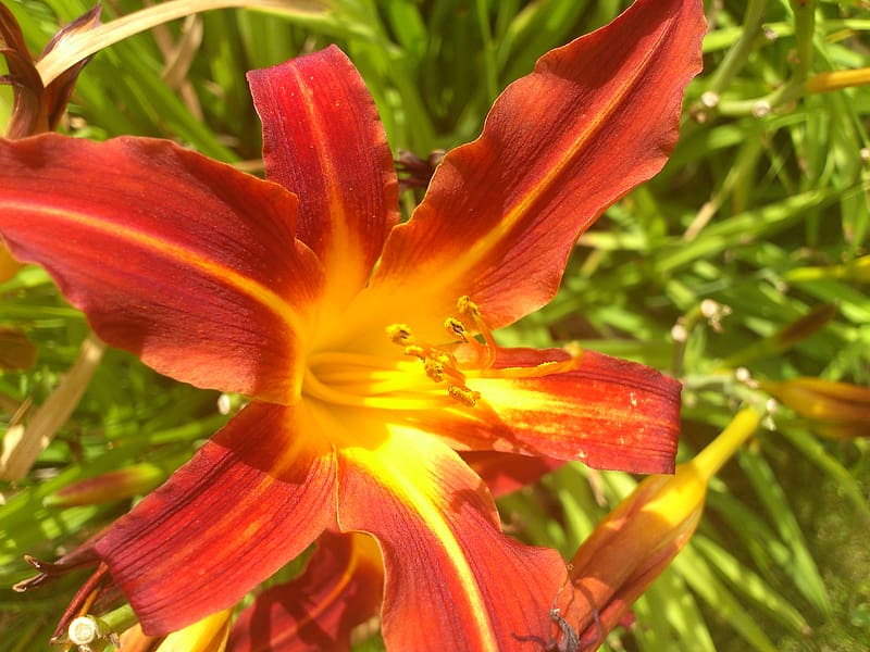 Flowers, Flower, , Lily, Daylily, HD wallpaper