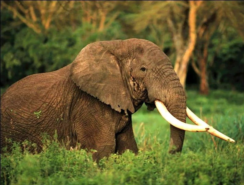 OLD TUSKER, bulls, elephants, ivory, savannah, bush, tusks, africa, HD wallpaper