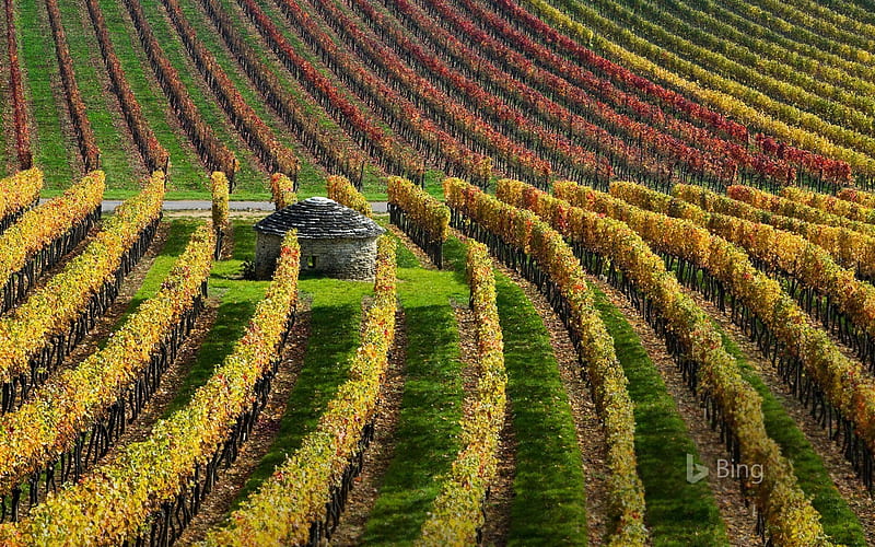 Vineyards Burgundy France 2018 Bing, HD wallpaper