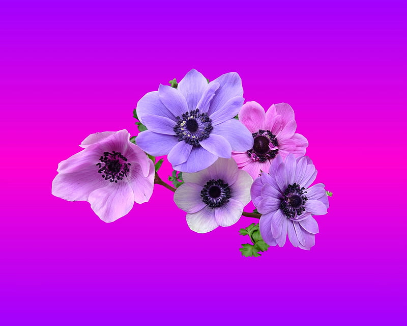 Anemone, gizzzi, purple, flowers, flower, HD wallpaper | Peakpx