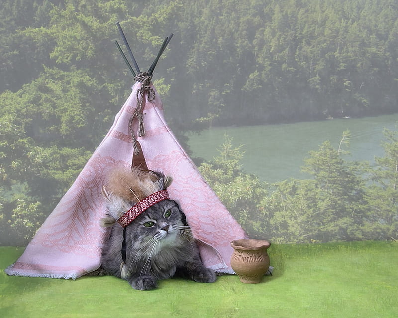 I live here, cute, daykiney, green, tent, cat, pink, animal, pisica, HD wallpaper
