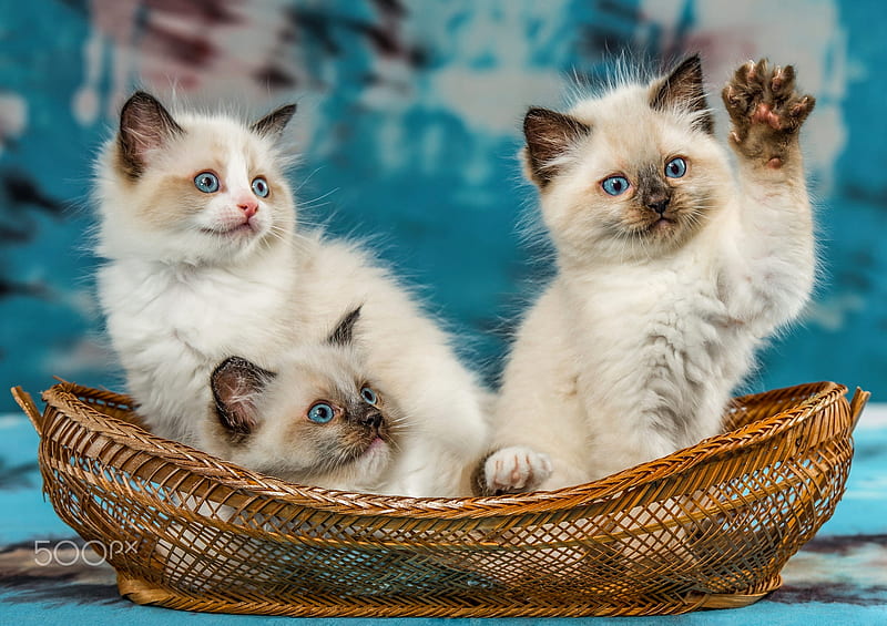 Cute ragdoll kittens, playing, fluffy, kittens, adorable, sweet, pet, cute, ragdoll, basket, funny, cats, HD wallpaper