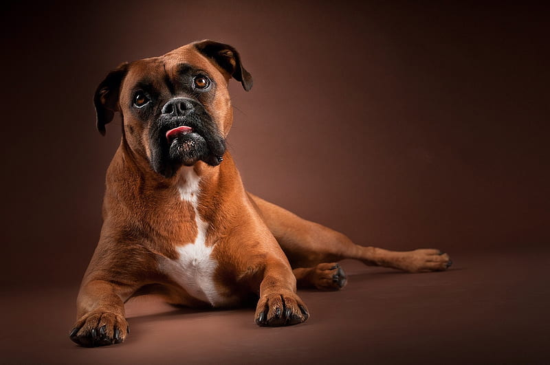 Boxer Dog, cute, dogs, funny, puppies, puppy, HD wallpaper | Peakpx