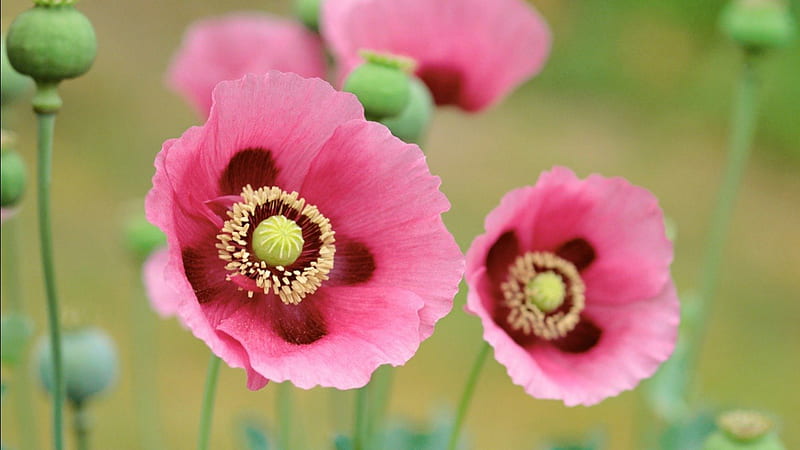 poppies, seeds, flowers, remembrance, HD wallpaper