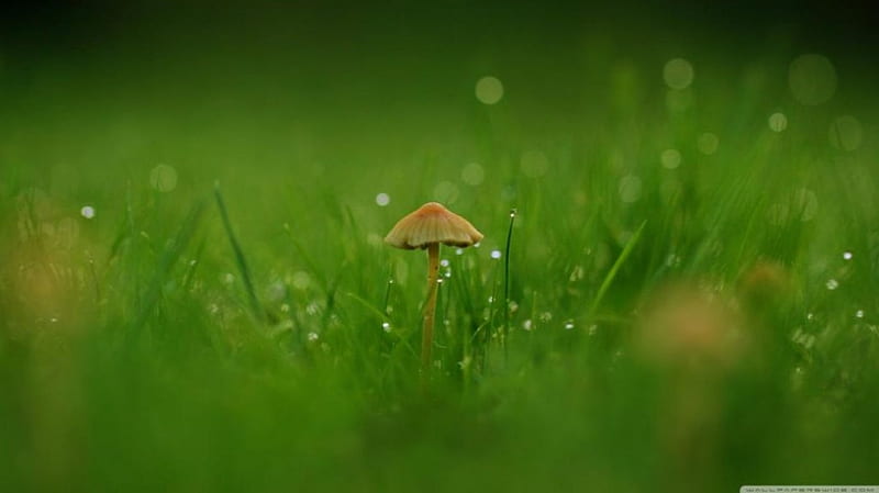 Mushroom, grass, raindrops, dew drops, spring, abstract, softness, dewdrops, graphy, green rain, field, HD wallpaper