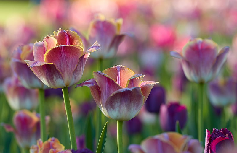 tulips, flowers, flowerbed, pink, HD wallpaper