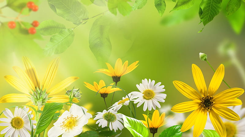Summer So Fine, daisies, leaves, green, fresh, wild flwoers, summer, spring, HD wallpaper