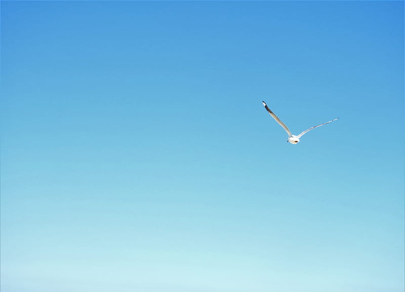 dom, bird, Seagull, flying, blue sky, Gold Cost, nature, Australia, HD wallpaper
