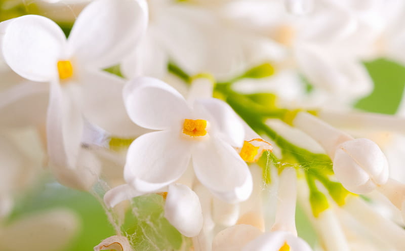 lila blanca ***, lila, flor, flores, naturaleza, blanco, Fondo de pantalla  HD | Peakpx