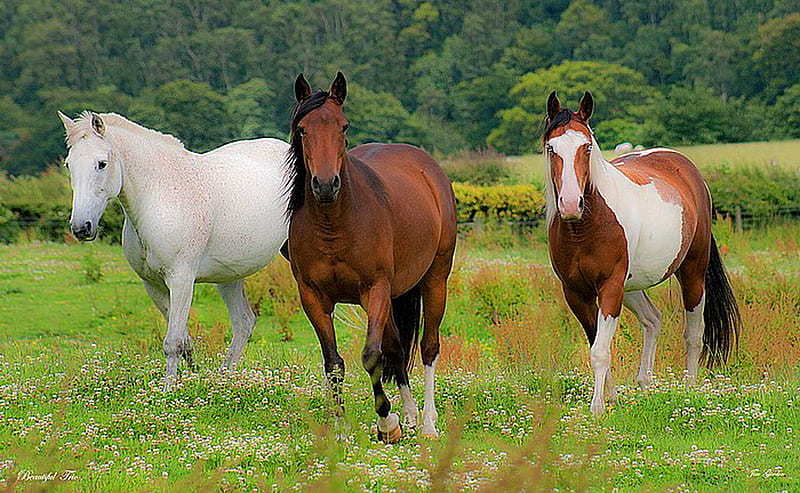 Three amigos, brown, grass, three, trees, horses, brown and white, white, field, friends, HD wallpaper
