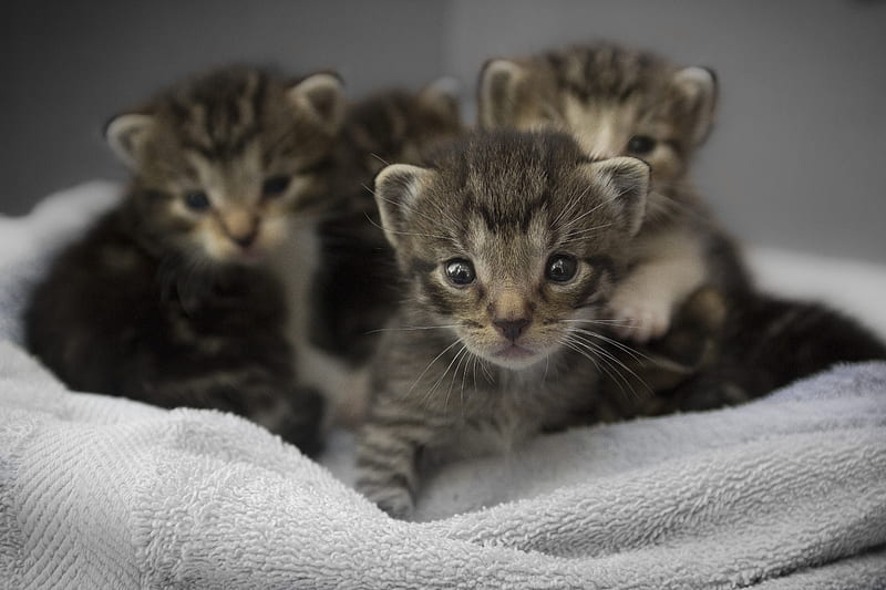 four brown tabby kittens, HD wallpaper