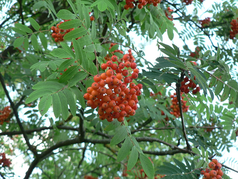 Berries, red, tree, druffix, HD wallpaper | Peakpx