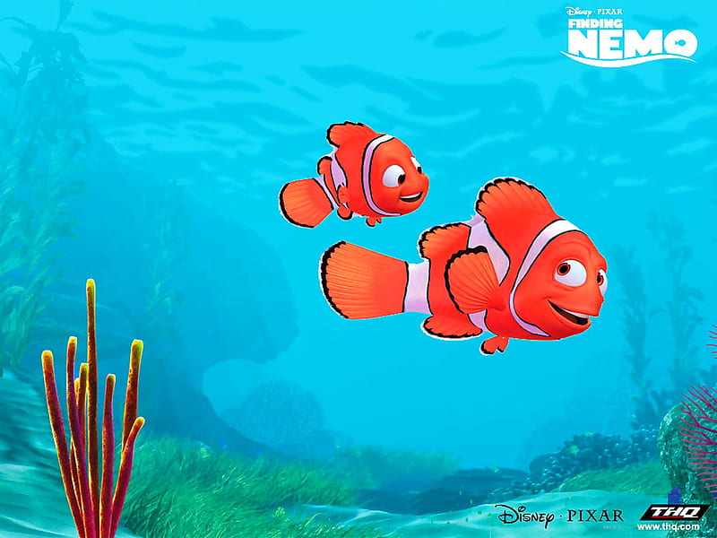 Awesome Anemone Fish, Finding Nemo, Fish . Best pics, HD wallpaper