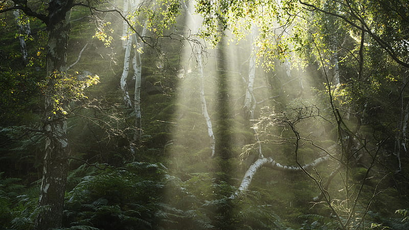 Birch Forest With Sunbeam Nature, HD wallpaper