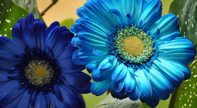 para andreea *, gerbera, flores, pétalos, azul, Fondo de pantalla HD |  Peakpx