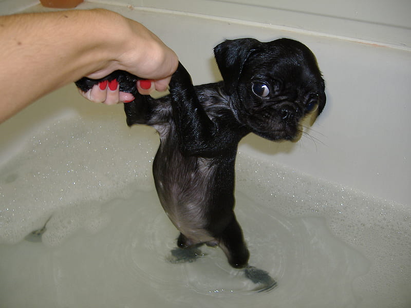 Oh No.....Not Another Bath!!, water, human, hand, bath, dog, HD wallpaper