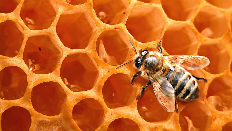Honey Bee, HD wallpaper
