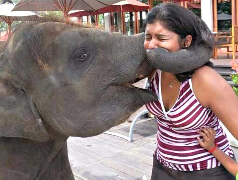 Elephant Kiss, Cute, Elephants, Kiss, Girl, Funny, Animals, HD wallpaper