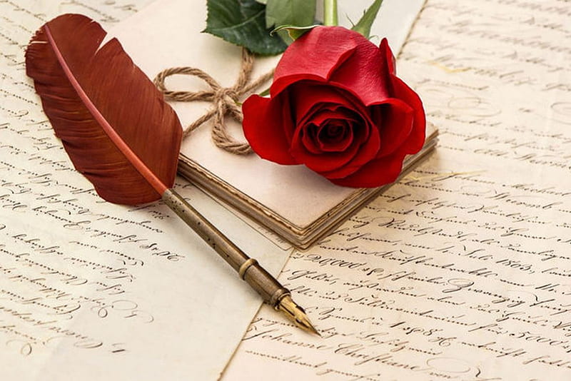 Rose, red, flower, nature, quill, HD wallpaper