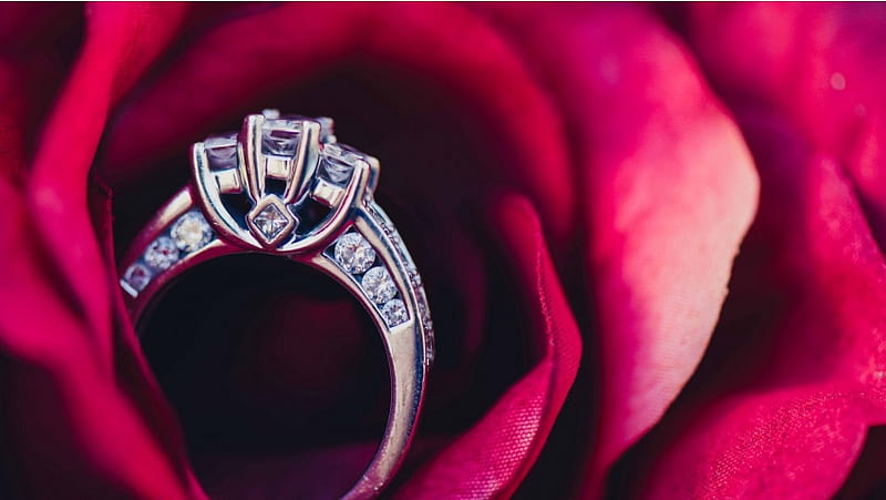 Rose In Wedding Ring, HD wallpaper | Peakpx