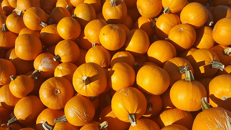 Pumpkin Patch Orange, bunch, carnival, carved, corn, day, fall, festival, festive, fistval, group, halloween, jack, joy, lantern, lot, maze, season, seasons, solstice, soltise, sunny, sunshine, winter, HD wallpaper