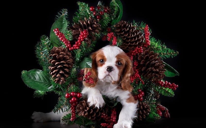 Merry Christmas!, red, craciun, christmas, black, pine cone, animal, cute, king charles, green, berry, spaniel, puppy, dog, HD wallpaper