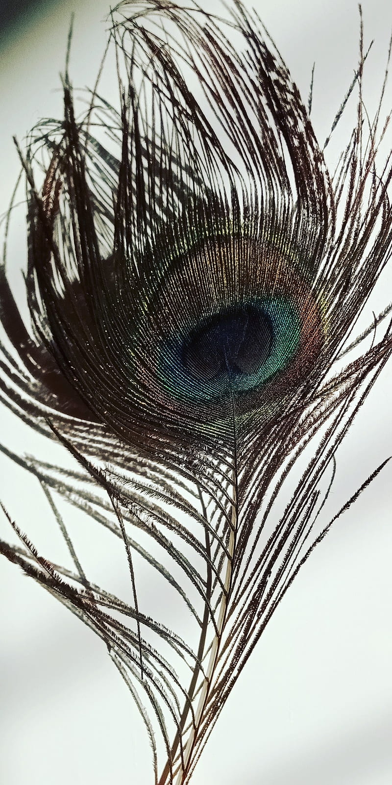 Peacock feather, blue, HD phone wallpaper | Peakpx