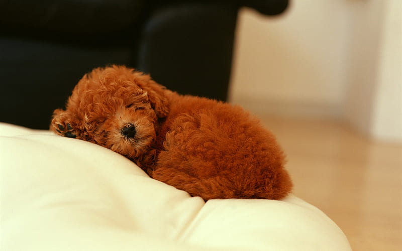 Toy Poodle, poodles, dogs, animals, HD wallpaper