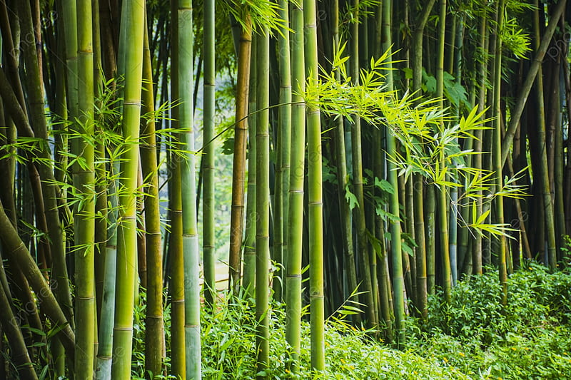 Bamboo Forest Background , and For, Chinese Bamboo Forest, HD wallpaper