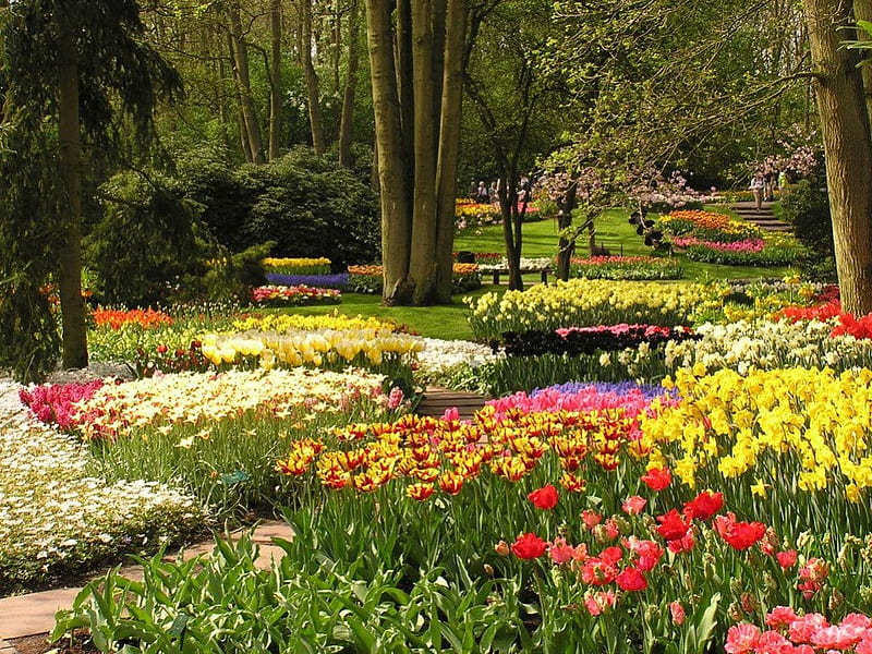 Keukenhof Gardens, Netherlands, hyacinths, water, path, tulips, trees, HD wallpaper