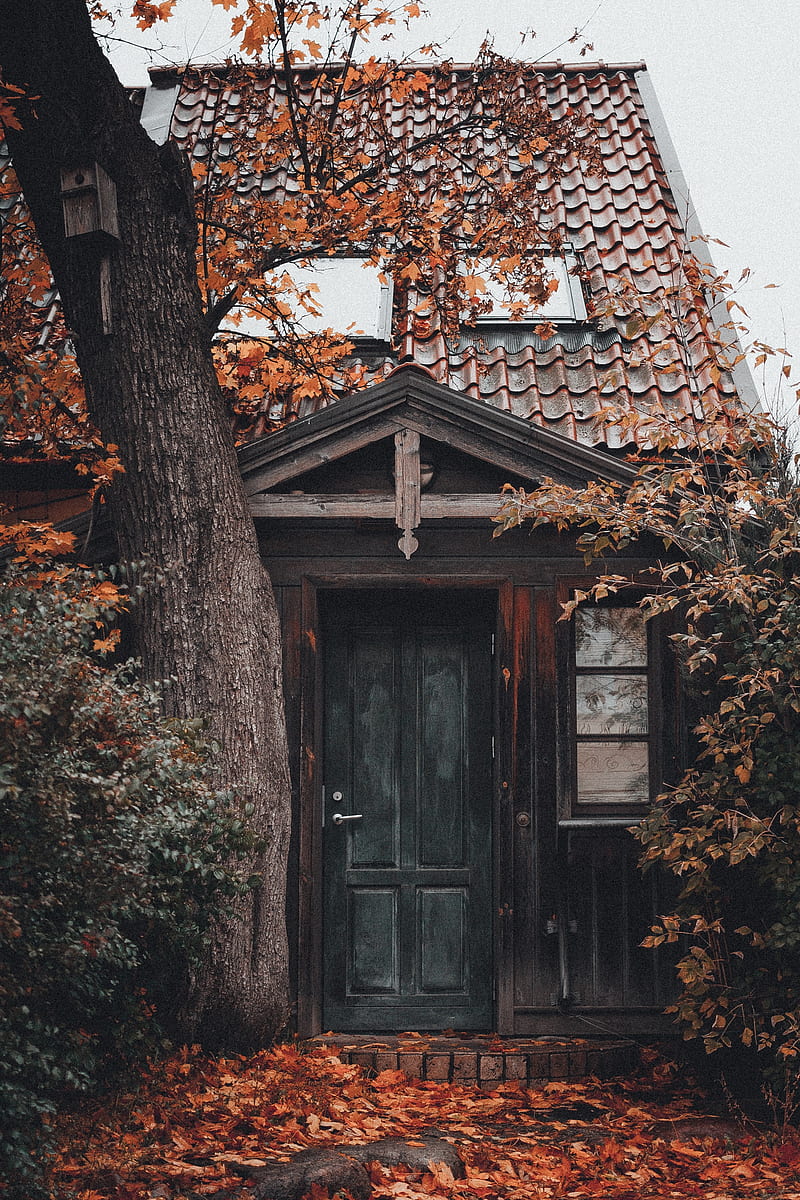 house, building, tree, foliage, door, HD phone wallpaper