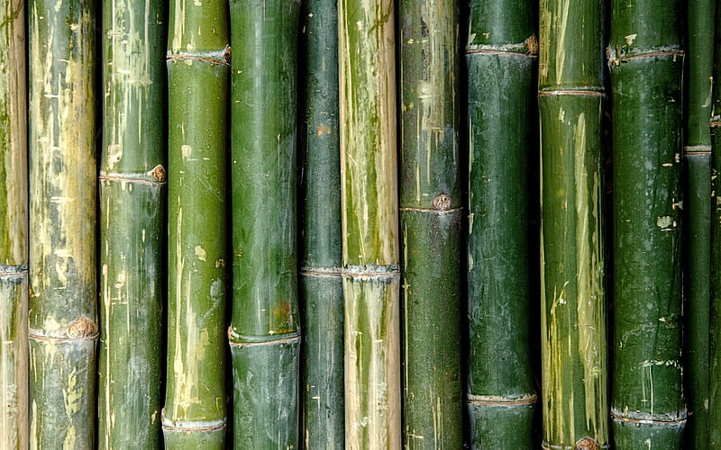 Bamboo, green Bamboo, bamboo texture, HD wallpaper