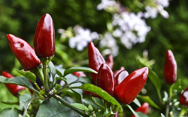 Red Chili Peppers, red, chili, plants, hot, flowers, nature, peppers, HD wallpaper