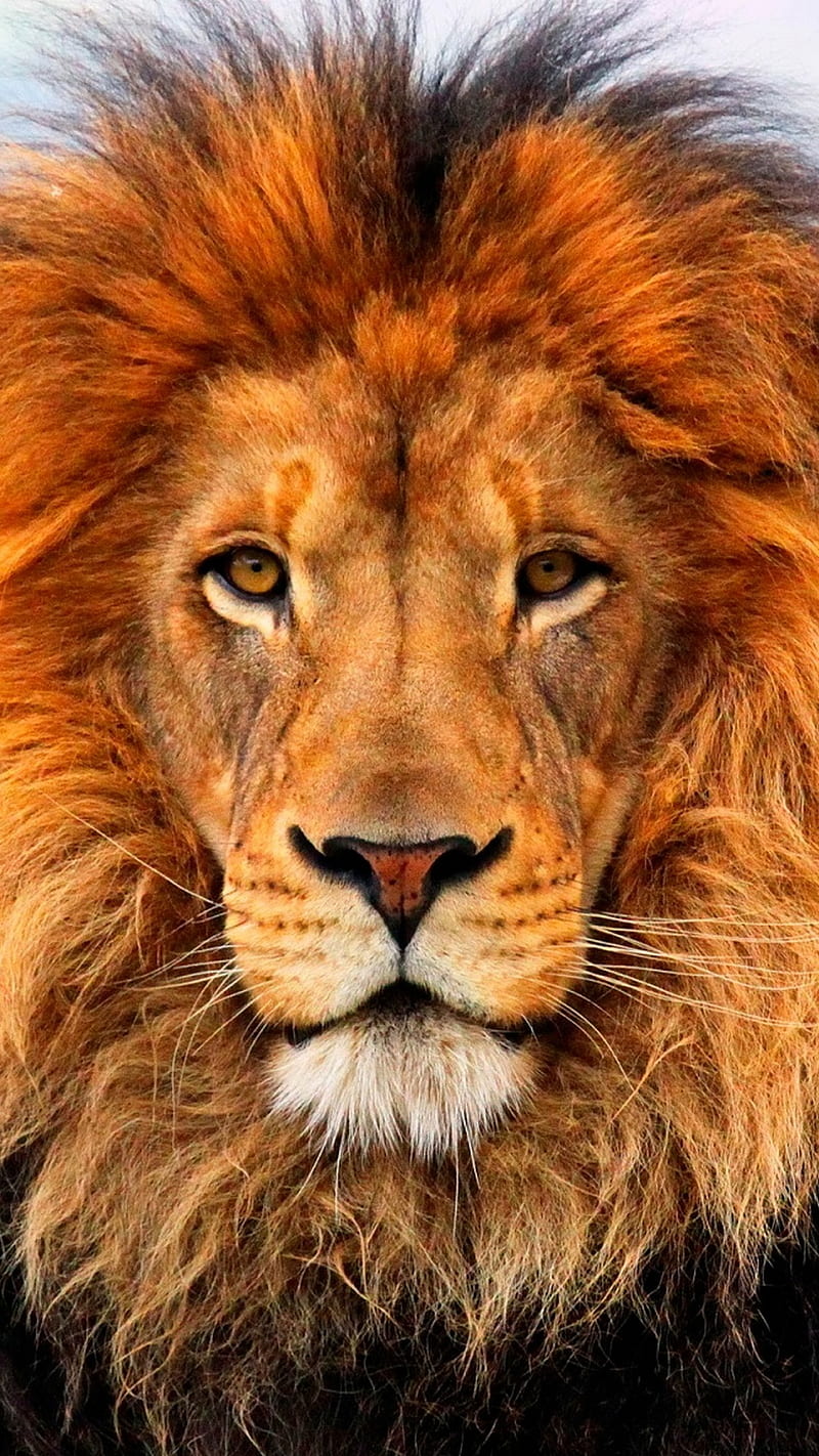 LION KING, lions, face, pets, nice, HD phone wallpaper | Peakpx